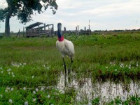 /album/fotos-de-trabalhos/owaaakh3csuwfdid7omyh965jyxcy2di1e1xlrpemkx7lyhzrl8imlsmp2gnzjueemrvite2krthqznnqua5zh9xvx4am1t1ubl48a5sze-ckvijlncrnu0sh-5x-jpg/